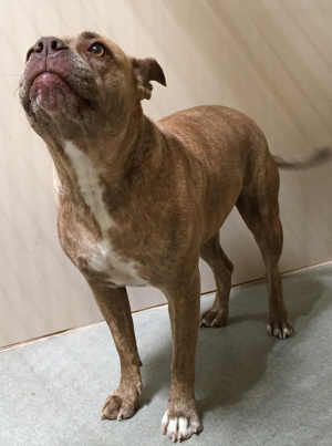 This female pit bull terrier is in kennel No. 6, ID No. 5028. Photo courtesy of Lake County Animal Care and Control. 6brownbrindlepit
