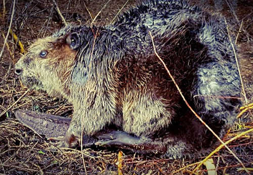Tuleyome Tales: Big burly beavers can be a boon