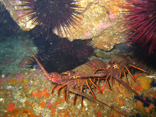 Lobsters. CDFW photo by Derek Stein. dfglobsters
