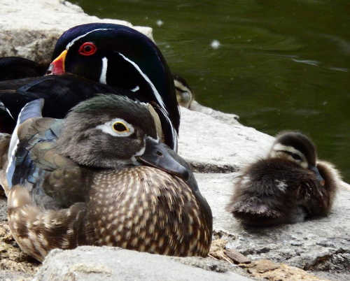 Tuleyome Tales: The diminutive but very unique wood duck