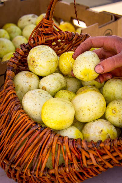 july2016lemoncucumbers