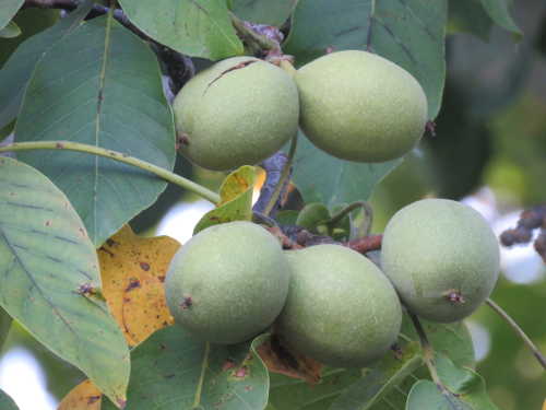 scavonewalnutshusk