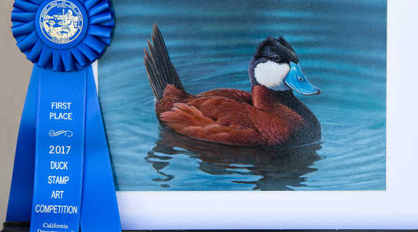 John Nelson Harris of Groveland, Fla., has won the 2017 California Duck Stamp Art Contest with this painting of a ruddy duck. Courtesy image. Florida artist wins 2017 California Duck Stamp Art Contest