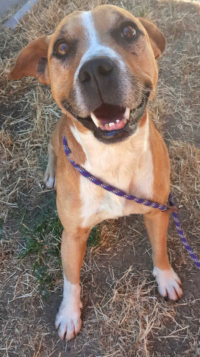 7788pitbullmix