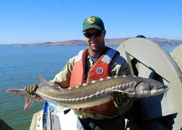 California Outdoors: Targeting stripers and sturgeon together in San Francisco Bay, mouth calls for deer