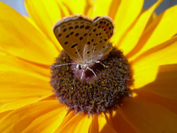 The Living Landscape: Precious pollinators