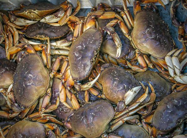 California Outdoors: New Dungeness crab trap regulations in place