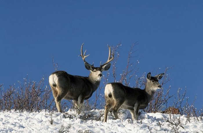 Trophy-class animals are given new protection thanks to new laws in California. Photo courtesy of the California Department of Fish and Wildlife. New laws enhance poaching penalties to better protect wildlife