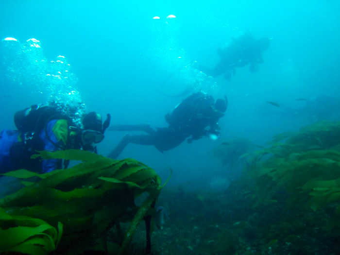 California Outdoors: Incidental take while spearfishing, hunting with an airbow, fine for no fishing license