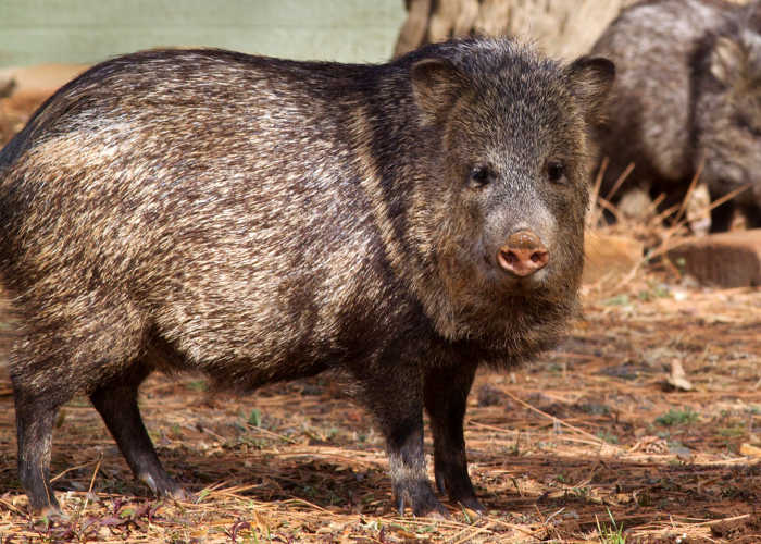 California Outdoors: Hunting javelina, sport fish as donation, are red minnows legal bait