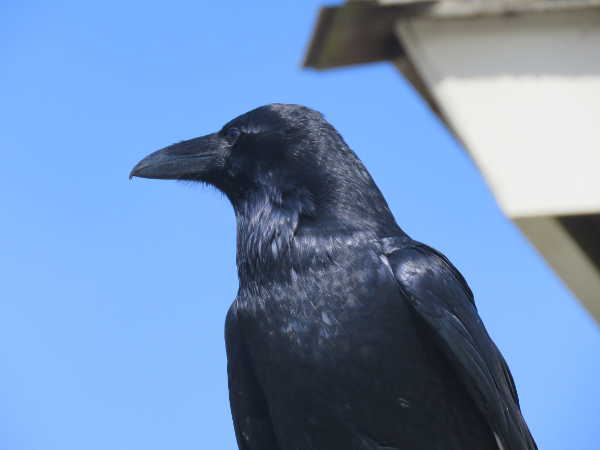 The Living Landscape: Enigmatic raven and crow