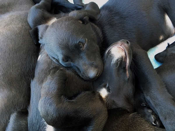 Orphan Dog gives canines chance for life, love with new families