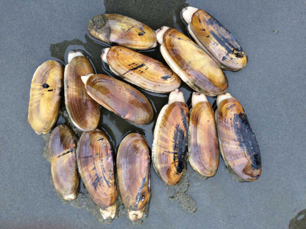  California Outdoors: The scoop on razor clams, rock pigeons, helping grandson to fish with two pole license