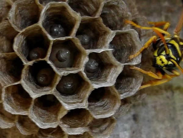 Tuleyome Tales: Is that wasp a friend or a foe?