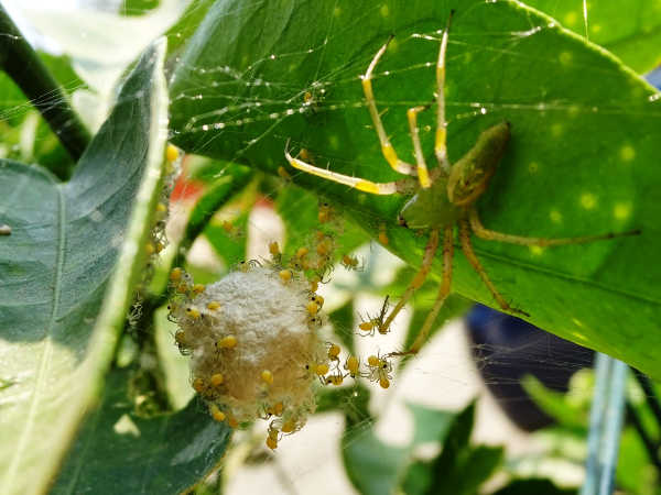 Minion spiders. Courtesy photo. Audubon hosts Oct. 19 program on spiders