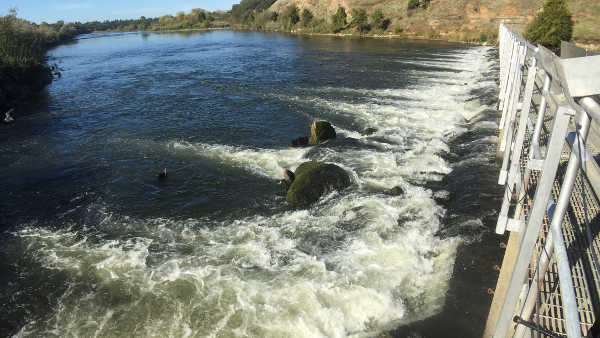 Nimbus Hatchery fish ladder to open Oct. 9