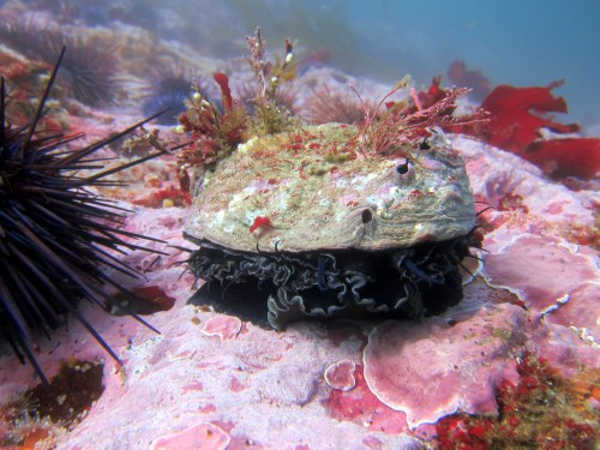 California Outdoors: The 2017 abalone regs, using radios to assist in finding deer