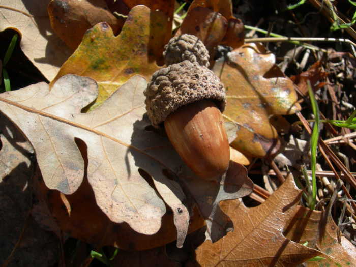 The Living Landscape: Alluring autumn