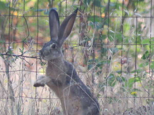 A jackrabbit feeding outside of columnist Kathleen Scavone’s garden in Middletown, Calif. Photo by Kathleen Scavone. The Living Landscape: The rascally black-tailed jackrabbit