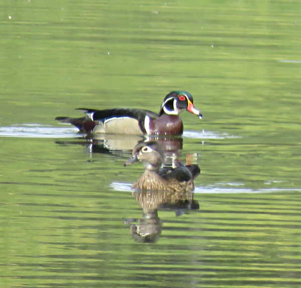  The Living Landscape: The dazzling wood duck