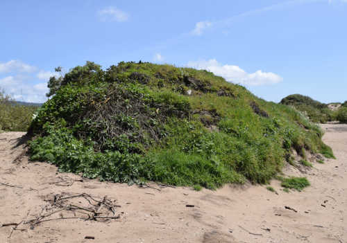 apbeachmidden