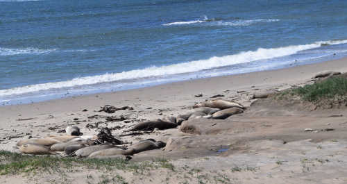 apsealsbeach
