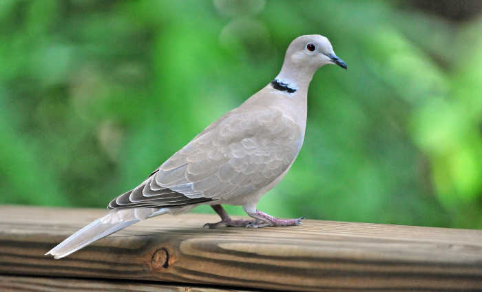 California Outdoors: Backyard dove hunting with judo point arrows, fishing with live bait in Lake Mendocino