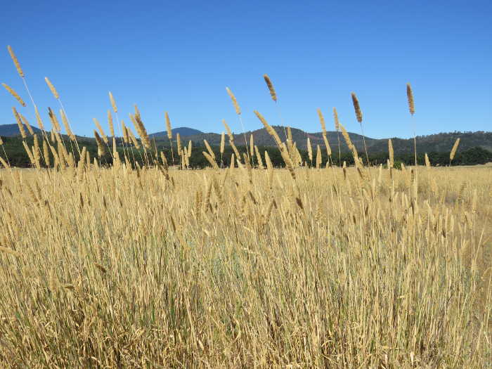 The Living Landscape: The annual invasive weeds walk