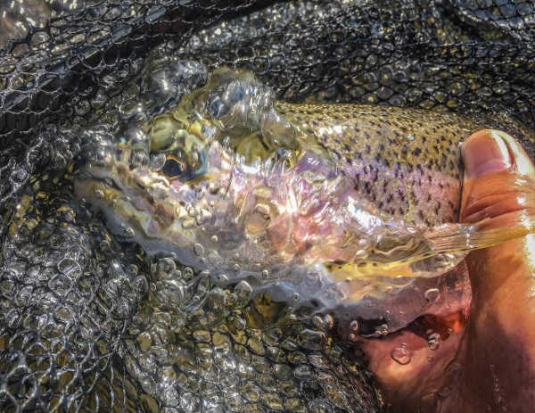 California Outdoors: Czech nymphing and weight placement when fly fishing, crab fishing, selling elk antlers