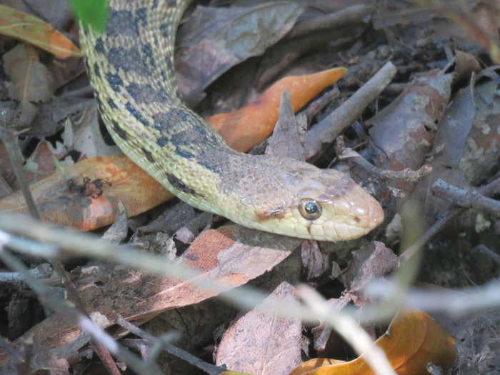 A Pacific gopher snake in Lake County, Calif. Photo by Kathleen Scavone. The Living Landscape: The Pacific gopher snake